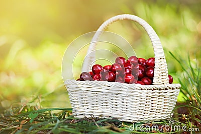 A small wicker hand basket full of ripe cherry in the sun light Stock Photo