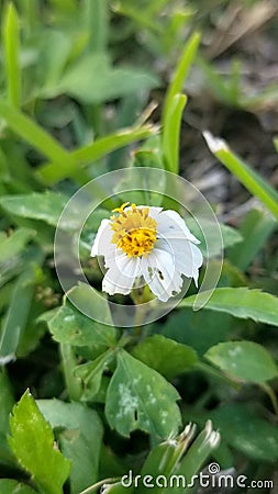 A small wild daisy with petals going the wrong way Stock Photo