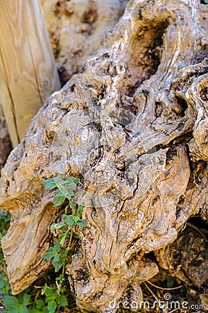 A small wild green plant between the gnarled root of an old tree Stock Photo