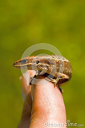 The small wild lizard Stock Photo