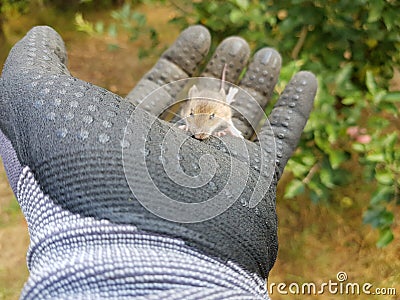 Small wild rodent climbing on a gloved hand Stock Photo