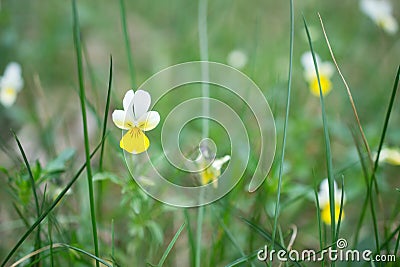 Small wild Viola tricolor flowers in a field on a beautiful background. Stock Photo
