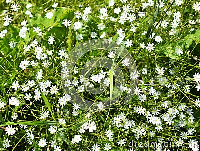 Common grass-leaved starwort Stellaria graminea Stock Photo