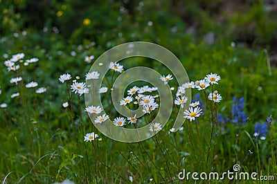 Small wildflowers of chamomile with a large pan Stock Photo