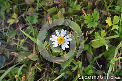 Small wildflowers, chamomile top view. Stock Photo