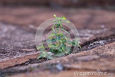Small Wind Plant Stock Photo