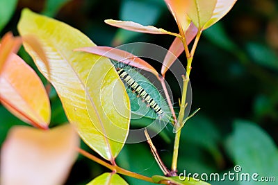 Small worm on green leaf Stock Photo