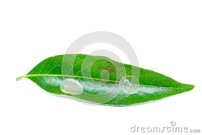 Small worm on the leaves of lychee Stock Photo