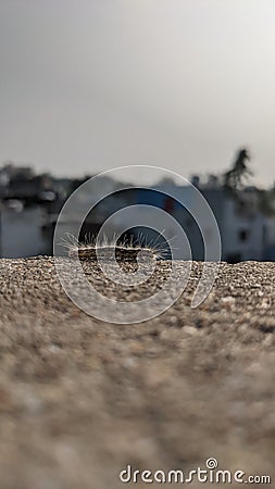 A small worm passing through terrace Stock Photo