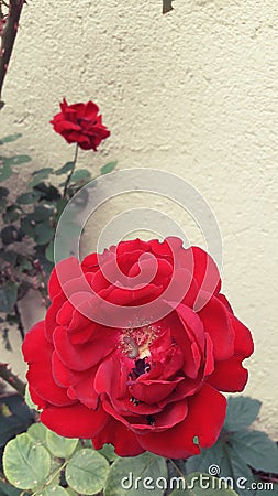 A small worm on a red rose Stock Photo