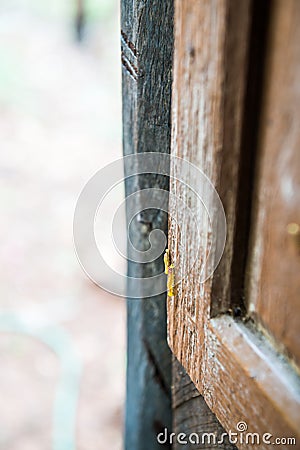 Small worm on wood Stock Photo