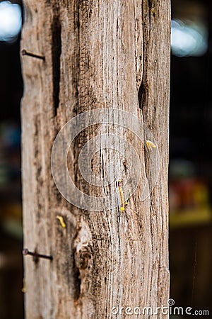 Small worm on wood Stock Photo