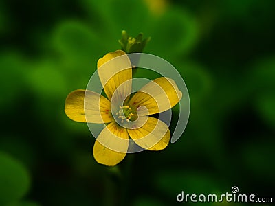 Small yellow clover flower Stock Photo