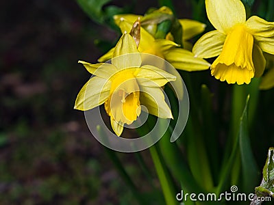 Small yellow daffodil or narcissus flowers close-up at flowerbed, selective focus, shallow DOF Stock Photo