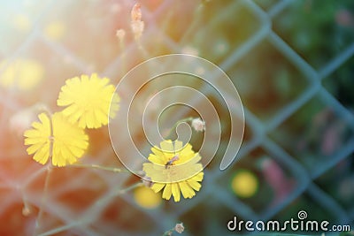 Small yellow dandelion flowers soft focus background with sun flare. Blur spring floral wedding backdrop. Stock Photo