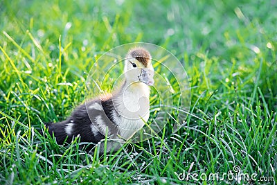 Small yellow duckling exploring the green grass Stock Photo