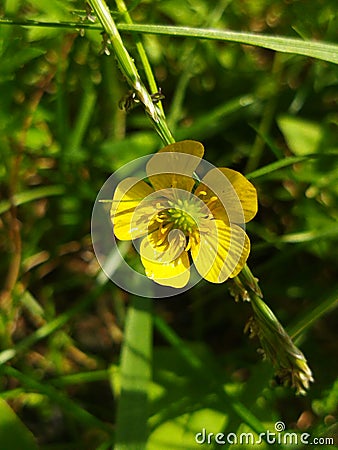 small yellow flower among greenery Stock Photo