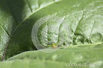 Small yellow flower rests in the crease of a leaf with his arms outstretched Stock Photo
