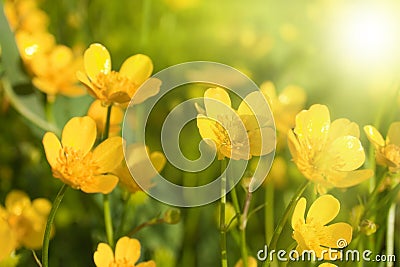 Small yellow flowers Stock Photo