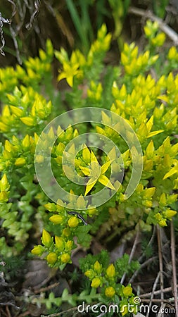 flowering forest plant Stock Photo