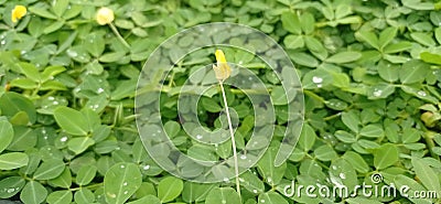 small yellow flowers growing in a crowd of green leaves Stock Photo