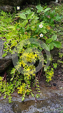 Small yellow flowing mountain flowers Stock Photo