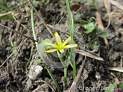 Yellow flower gagea Stock Photo