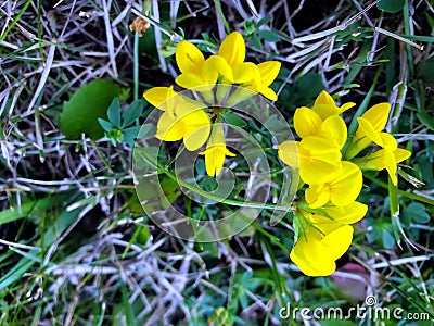 Small Yellow Horseshoe Vetch Stock Photo