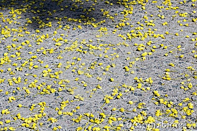 Small yellow petals scattered on asphalt close up Stock Photo
