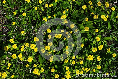 Small yellow spring flowers in the forest. First spring flowers, blooming early spring flowers. Stock Photo