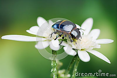 Small with yellow stripes on back of beetle on flower in nature. Stock Photo