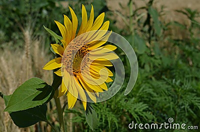 Small yellow Sunflower in the field close-up photo Stock Photo