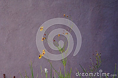 Small yellow wild flowers against the stucco wall Stock Photo