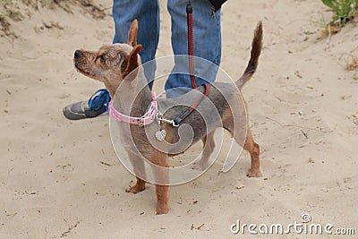 Small yorskhire crossed dog standing Stock Photo