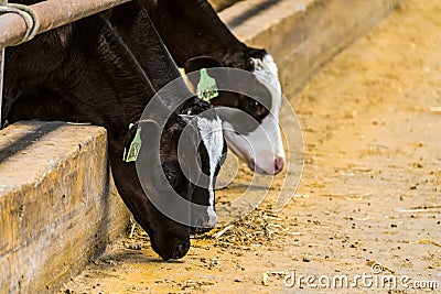 Small young calves in a barn looking for food leaning out of the pen. Industrial agricultural dairy farm. Stock Photo
