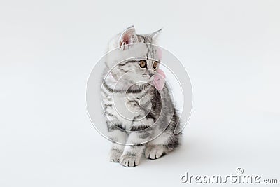 Small young cat with striped fur Stock Photo