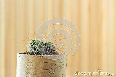 Small young in flower pot of birchbark on light striped wooden background. Stock Photo