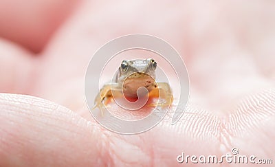 Small young frog in hands of a person during summer Stock Photo