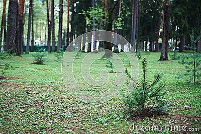 Small young green spruce pine tree plant needle stump forest woods moss background Stock Photo