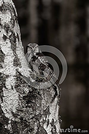 Young northern hawk-owl on birch Stock Photo