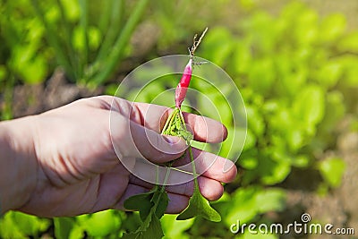 Small young radish in the hand. Harvest radish Stock Photo