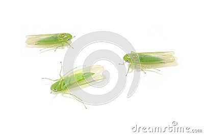 Empoasca vitis green leafhopper cicadellidae Stock Photo