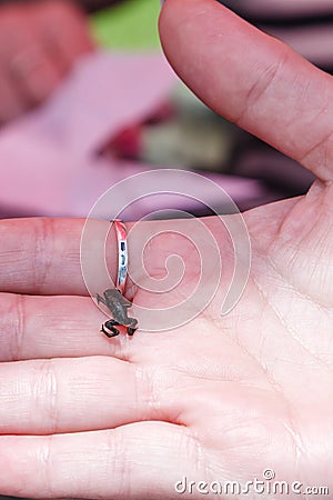 The smallest frog. Paedophryne amauensis Stock Photo