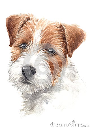 Water colour painting of dogs with brown-white hairs Jack Russell 030 Stock Photo