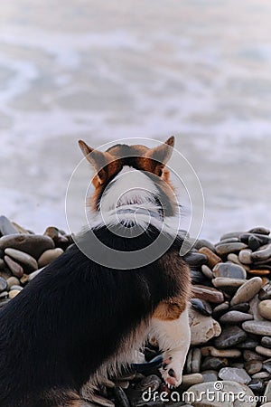 Smallest Shepherd in world. Walking puppy in nature in morning. Welsh Corgi Pembroke tricolor sits on pebble beach in morning Stock Photo