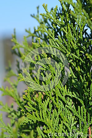 Smaragd Arborvitae Stock Photo