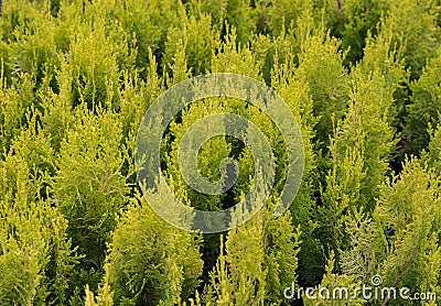 Smaragd. Arborvitae occidentalis Janed Gold or Highlights Arborvitae Stock Photo