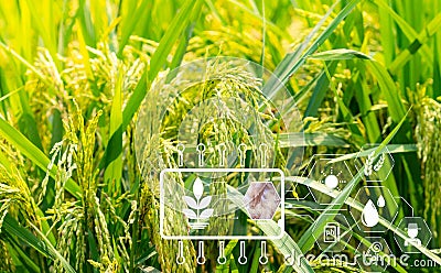 Smart agriculture with modern technology concept. Ears of rice in rice farm field and icon of smart farming. Sustainable Stock Photo