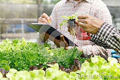 Smart agriculture technology concept - Farmer monitoring organic hydroponic red oak in plant nursery farm. Smart agriculture Stock Photo