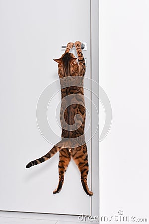 Bengal cat trying to open a door jumping on a handle Stock Photo